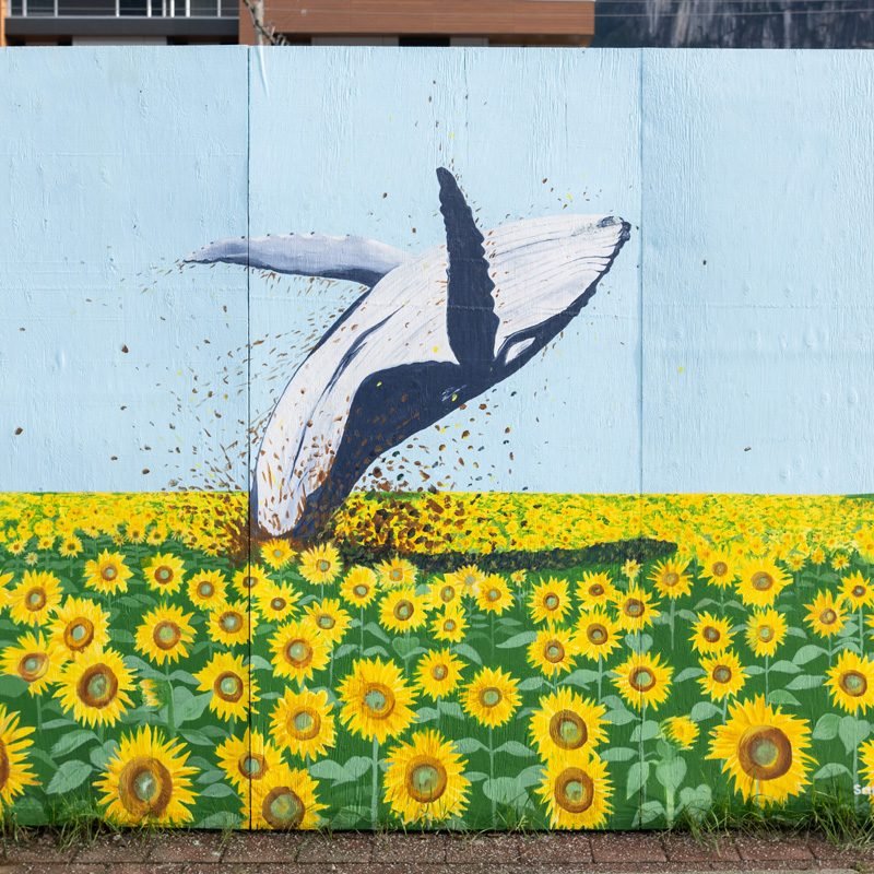 Squamish Public Art Joy in Sunflowers DT 800x800
