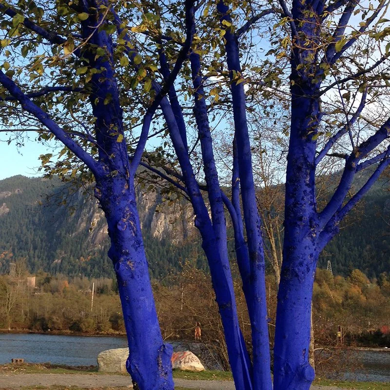 Squamish Public Art The Blue Trees Konstantin Dimopoulos